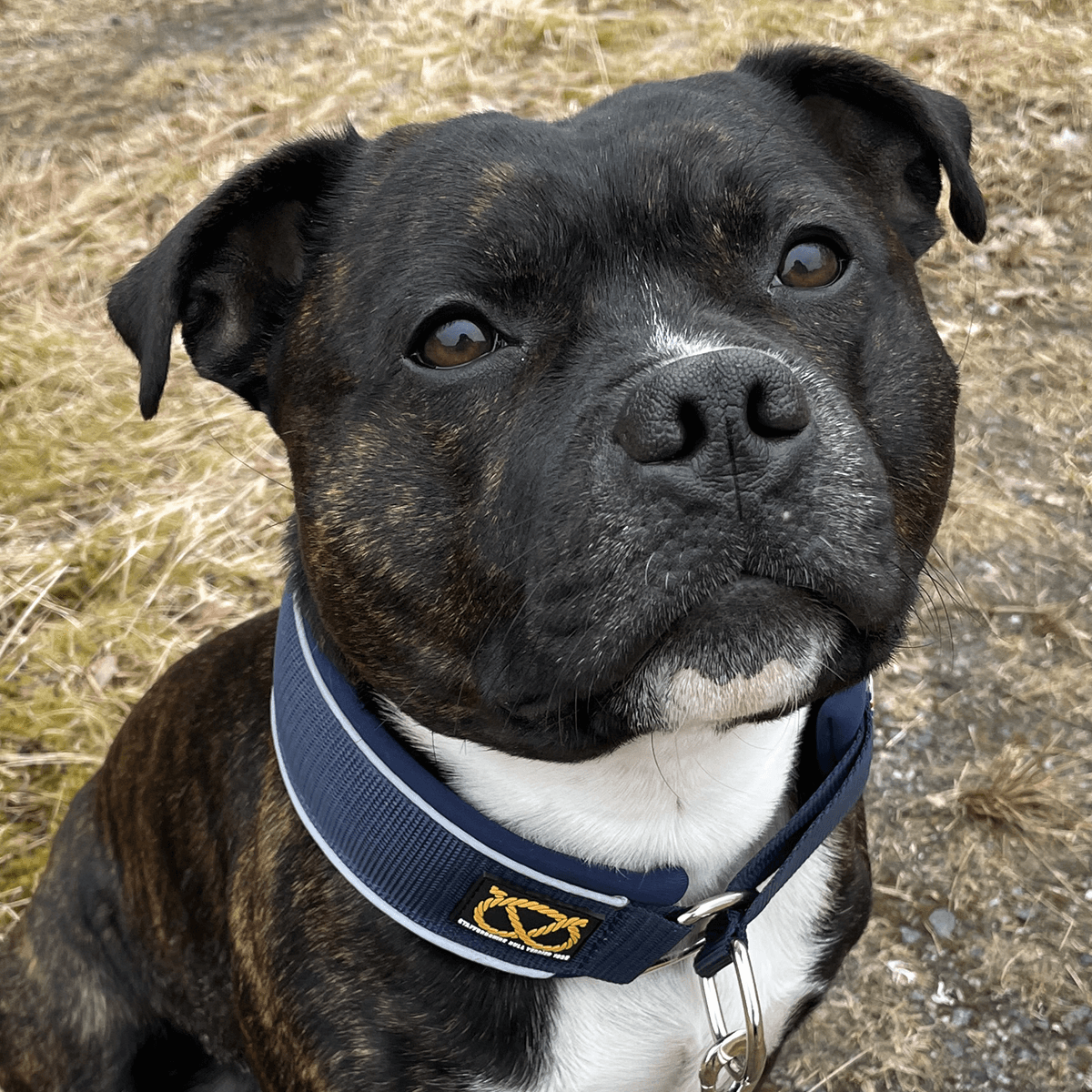 Martingale Half Choke Collar Staffordshire Bull Terrier 1935®