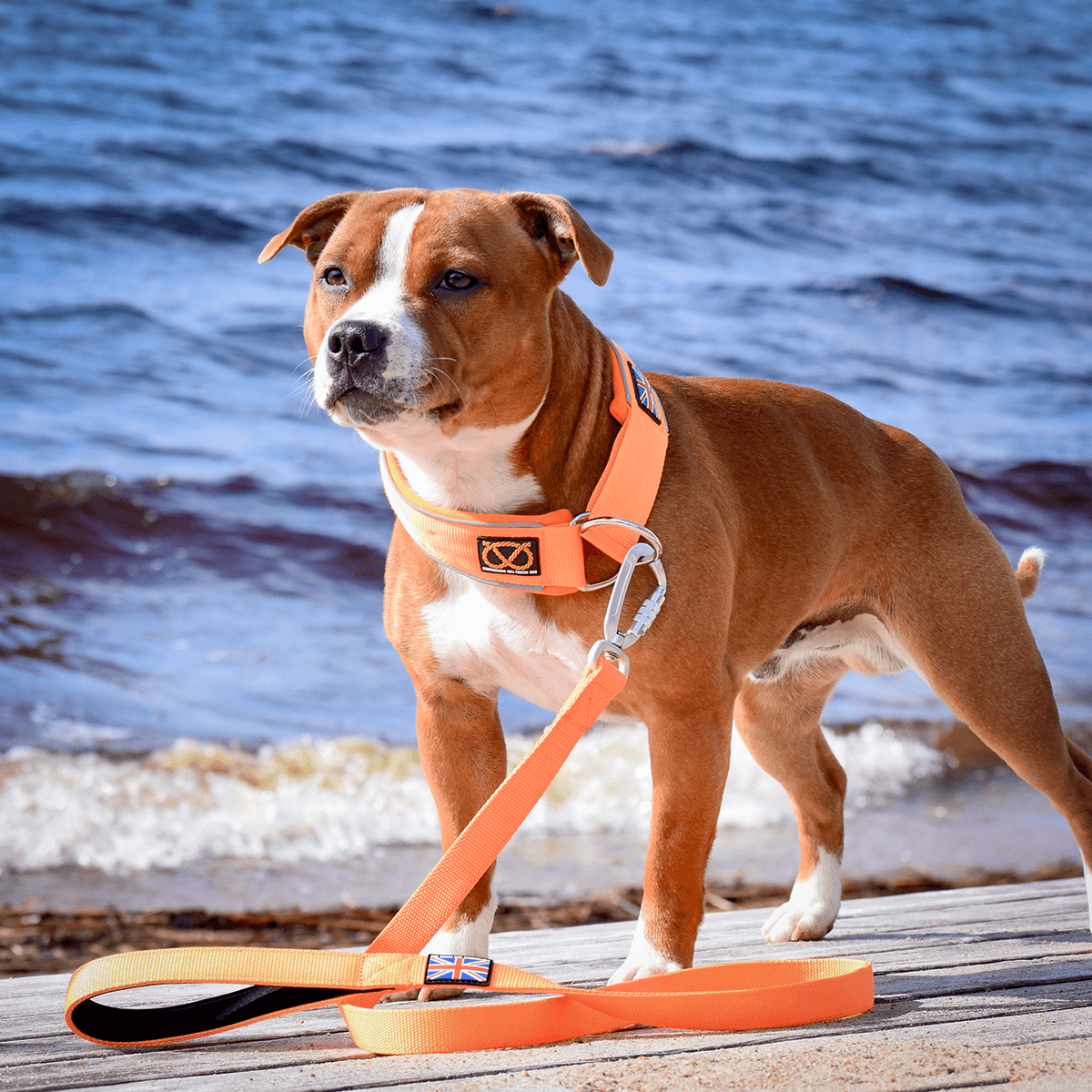 Staffordshire Bull Terrier 1935® Nylon Leash - Orange - Carabiner