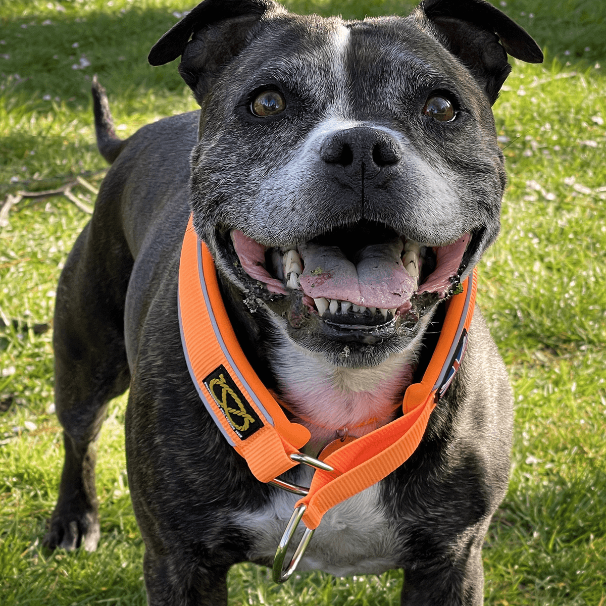 Martingale Half Choke Collar Staffordshire Bull Terrier 1935®