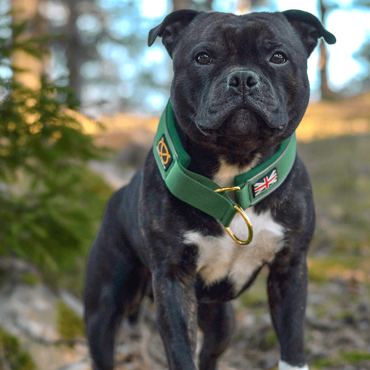 Martingale Collar Half-Choke Staffordshire Bull Terrier 1935®