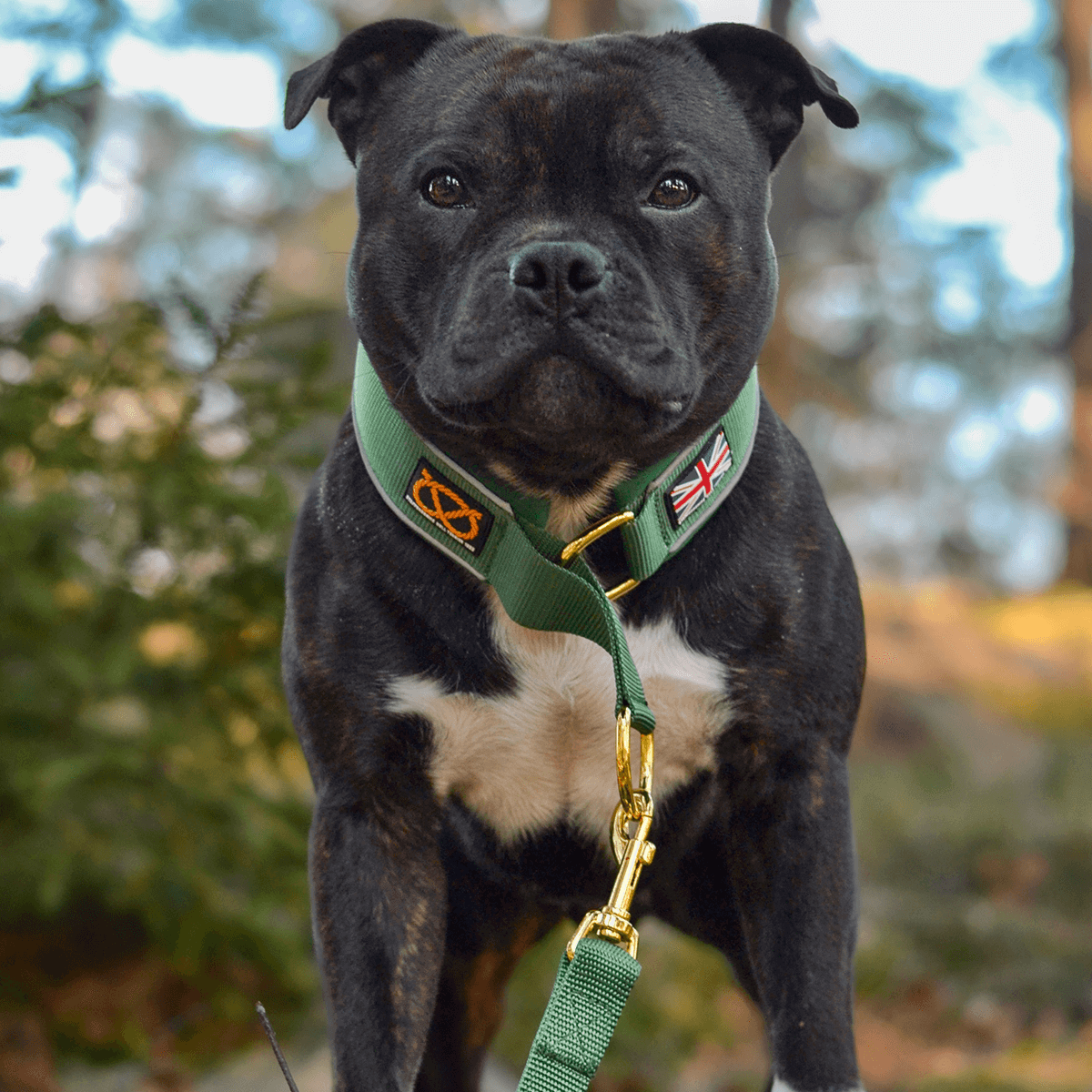 Martingale Collar Half-Choke Staffordshire Bull Terrier 1935®