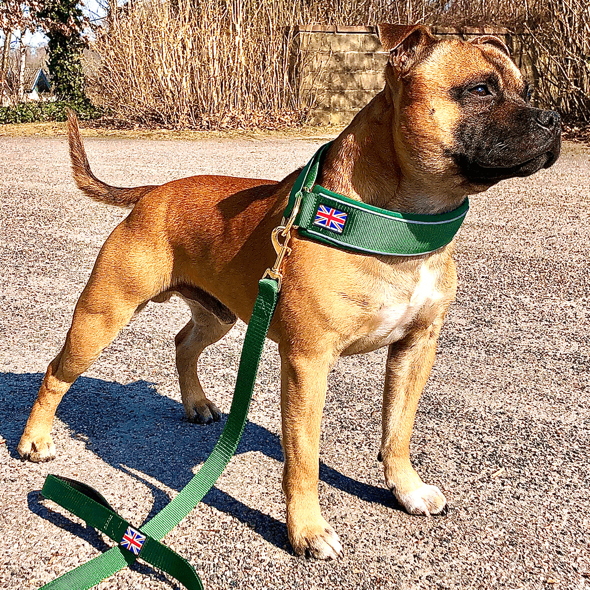 Martingale Collar Half-Choke Staffordshire Bull Terrier 1935®