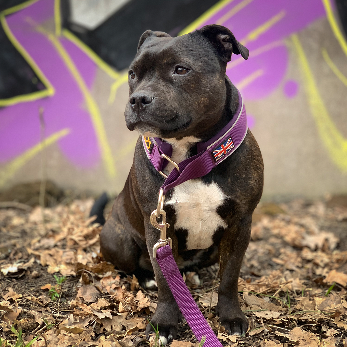 staffordshire-bull-terrier-martingale-purple-4.png