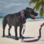 Staffordshire Bull Terrier 1935® Nylon Leash - Purple - Carabiner