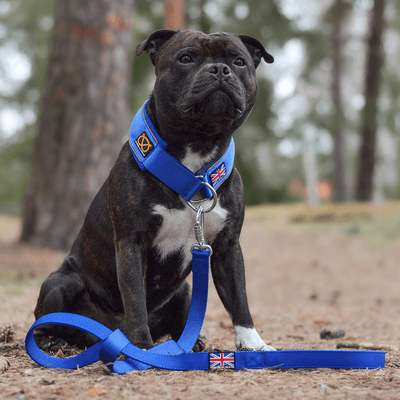 Staffordshire Bull Terrier 1935® Nylonkoppel - Blå - Karbinhake