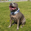 Staffordshire Bull Terrier 1935® Martingale Collar - Snow Camo
