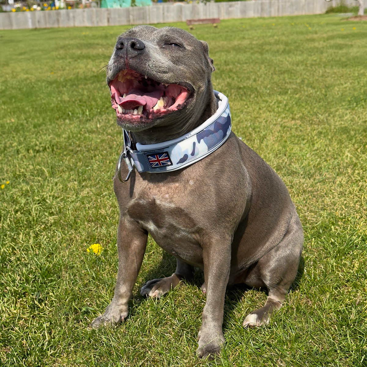 Staffordshire Bull Terrier 1935® Martingale Collar - Snow Camo