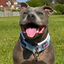 Staffordshire Bull Terrier 1935® Martingale Collar - Snow Camo