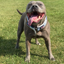 Staffordshire Bull Terrier 1935® Martingale Collar - Snow Camo