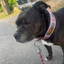 Staffordshire Bull Terrier 1935® Martingale Halsband - Staffburry Babyrosa