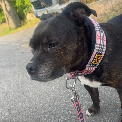 Staffordshire Bull Terrier 1935® Martingale Collar - Staffburry Pink