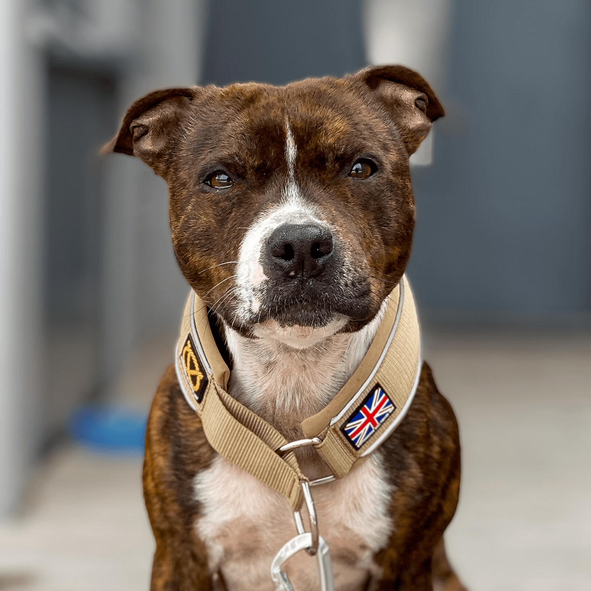 Martingale Collar Half Choke Staffordshire Bull Terrier 1935®