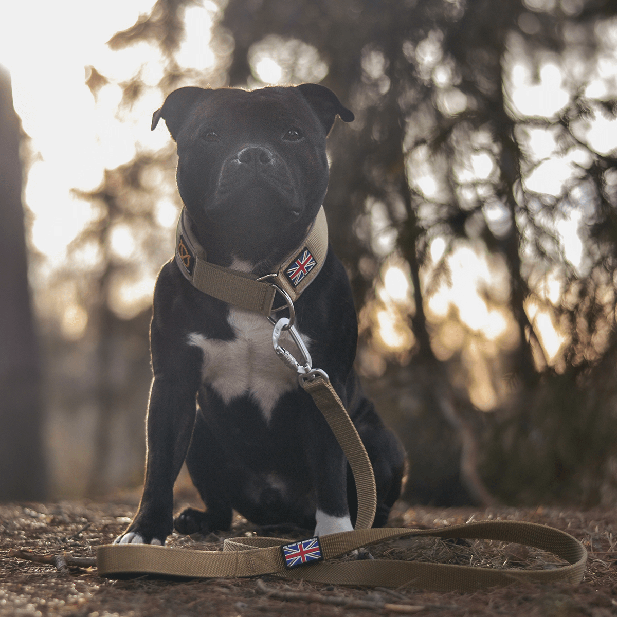 Martingale Collar Half Choke Staffordshire Bull Terrier 1935®