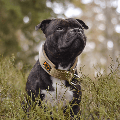 Martingale Collar Half Choke Staffordshire Bull Terrier 1935®