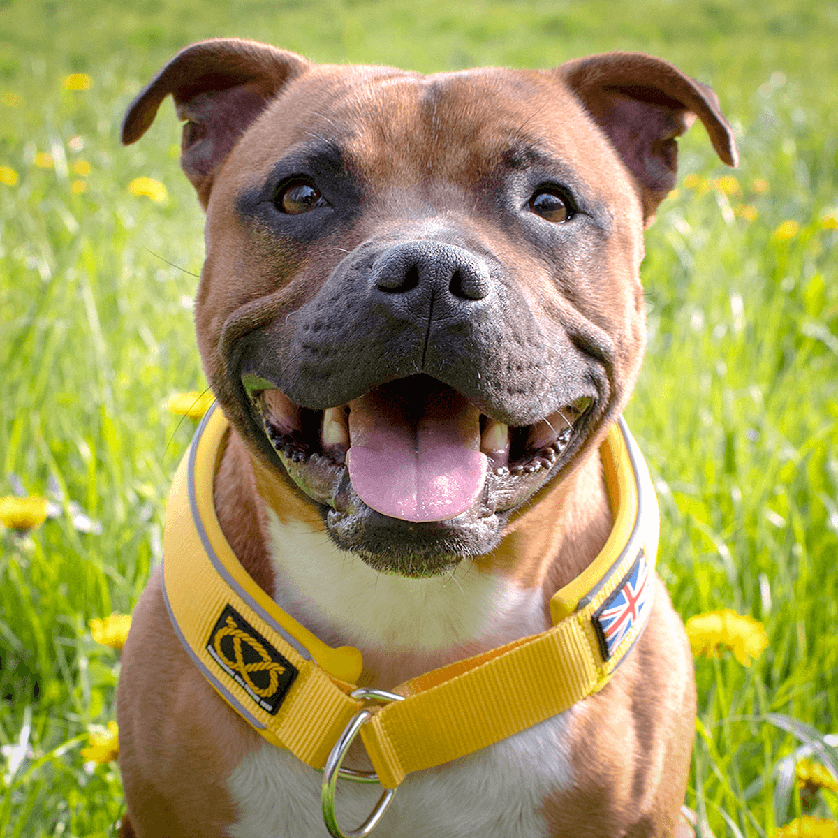 Martingale Half Choke Collar Staffordshire Bull Terrier 1935®