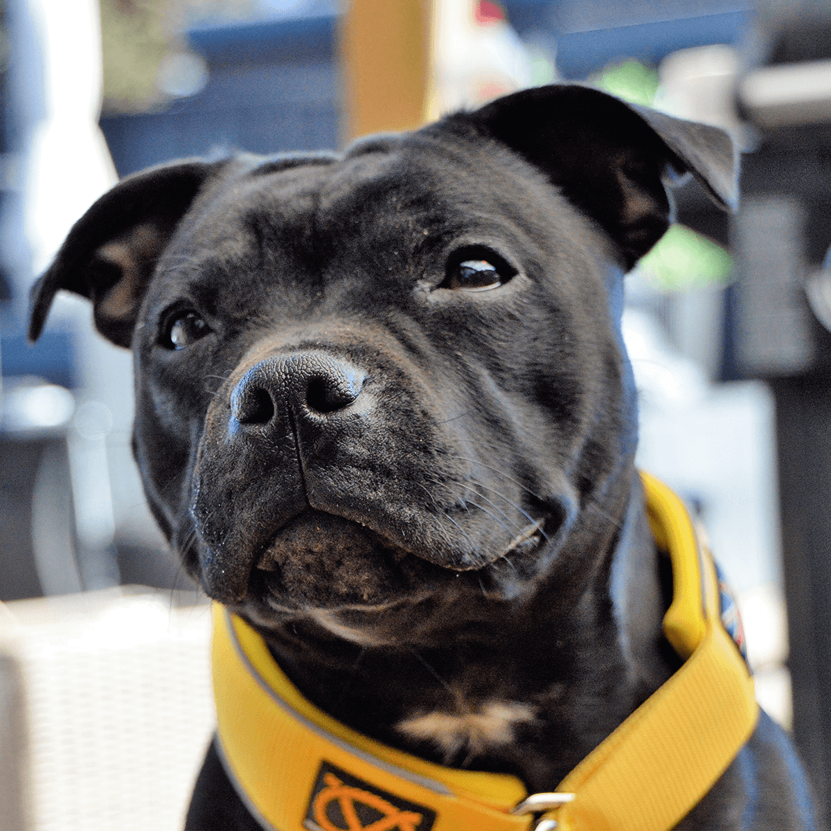 Martingale Half Choke Collar Staffordshire Bull Terrier 1935®