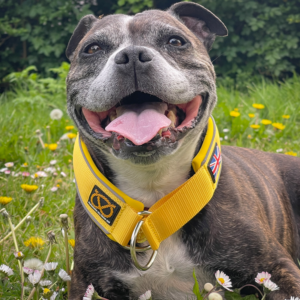 staffordshire-bull-terrier-martingale-yellow-5.png