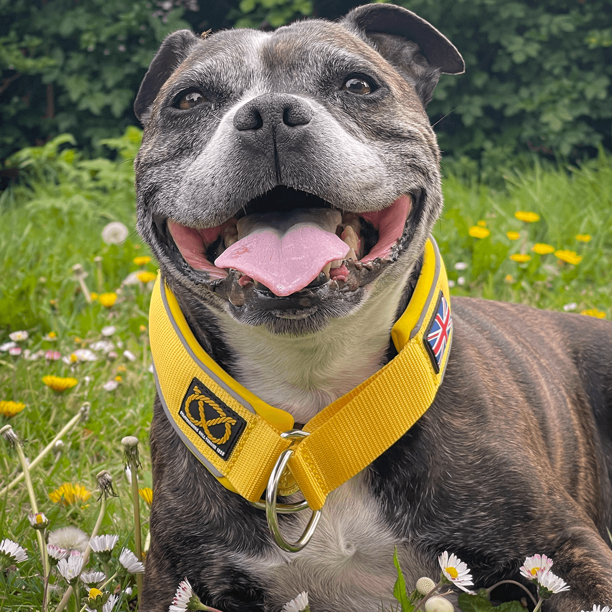 Martingale Half Choke Collar Staffordshire Bull Terrier 1935®