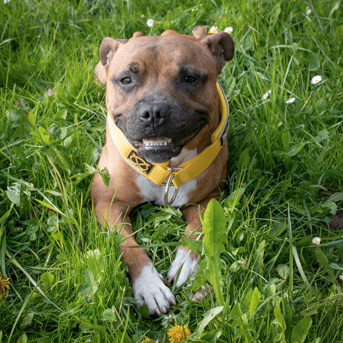 Martingale Half Choke Collar Staffordshire Bull Terrier 1935®