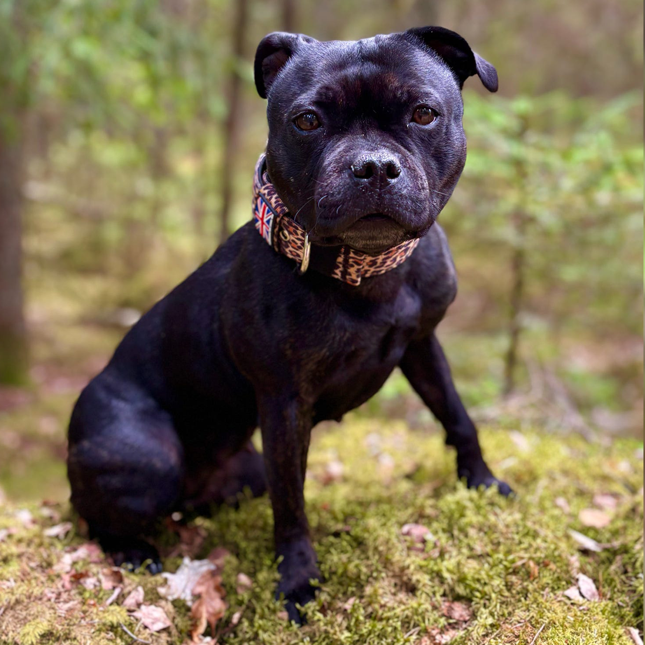 Staffordshire Bull Terrier 1935® Collier Nylon - Léopard