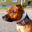 Staffordshire Bull Terrier 1935® Nylonhalsband - Leopard