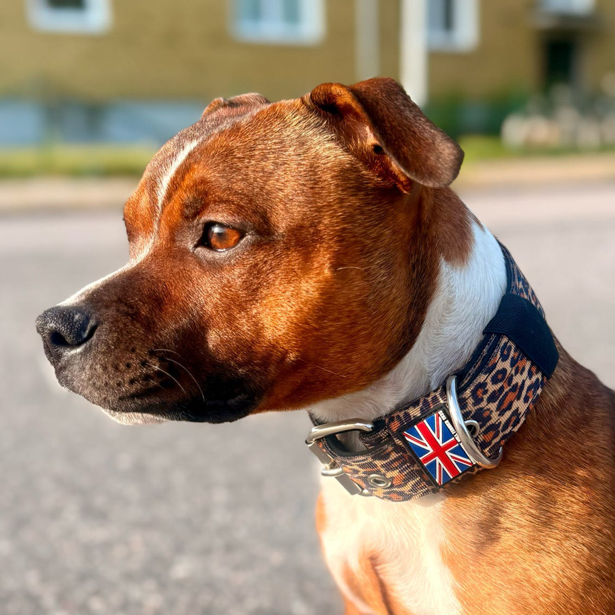 Staffordshire Bull Terrier 1935® Nylonhalsband - Leopard