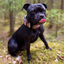 Staffordshire Bull Terrier 1935® Collier Nylon - Léopard