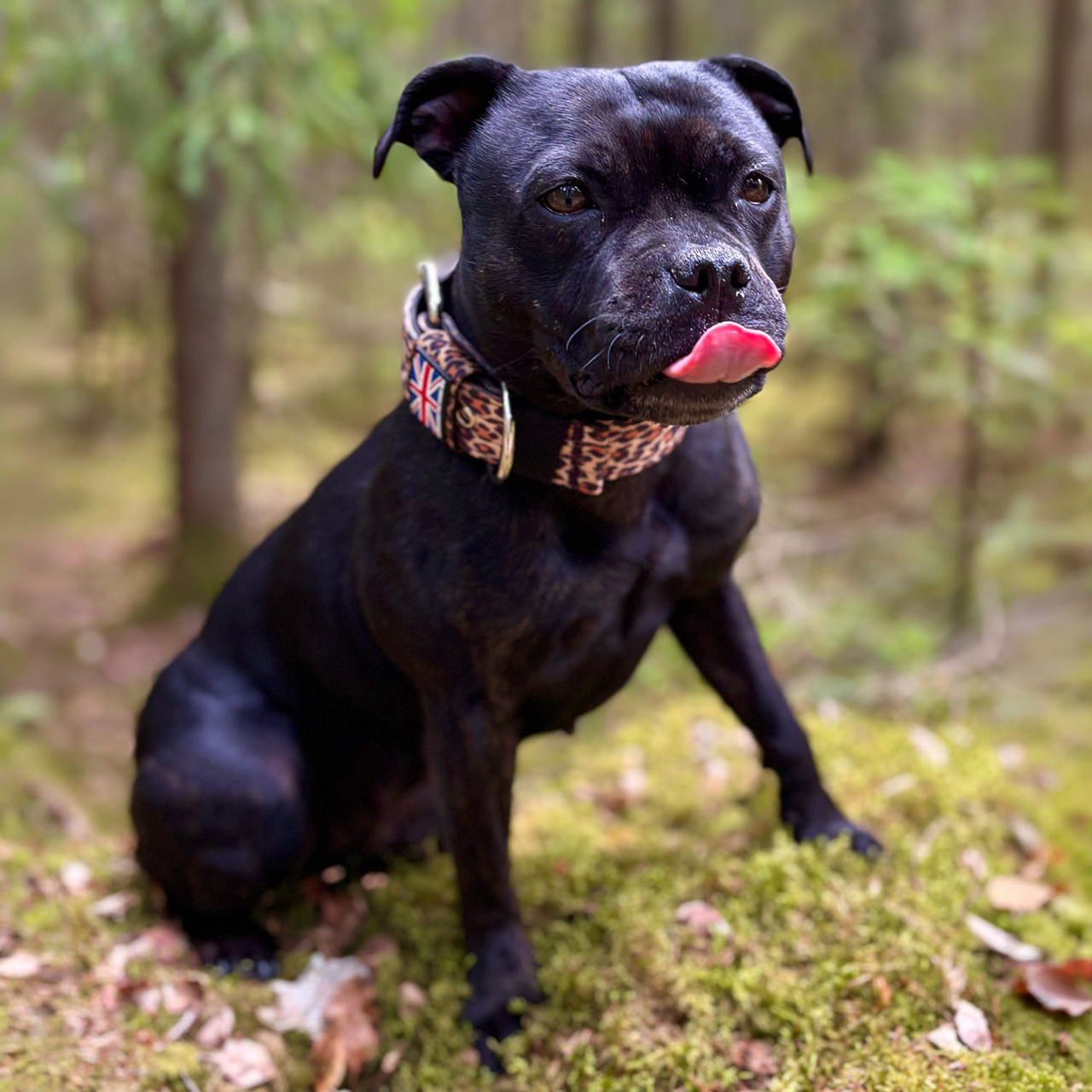 Staffordshire Bull Terrier 1935® Collier Nylon - Léopard
