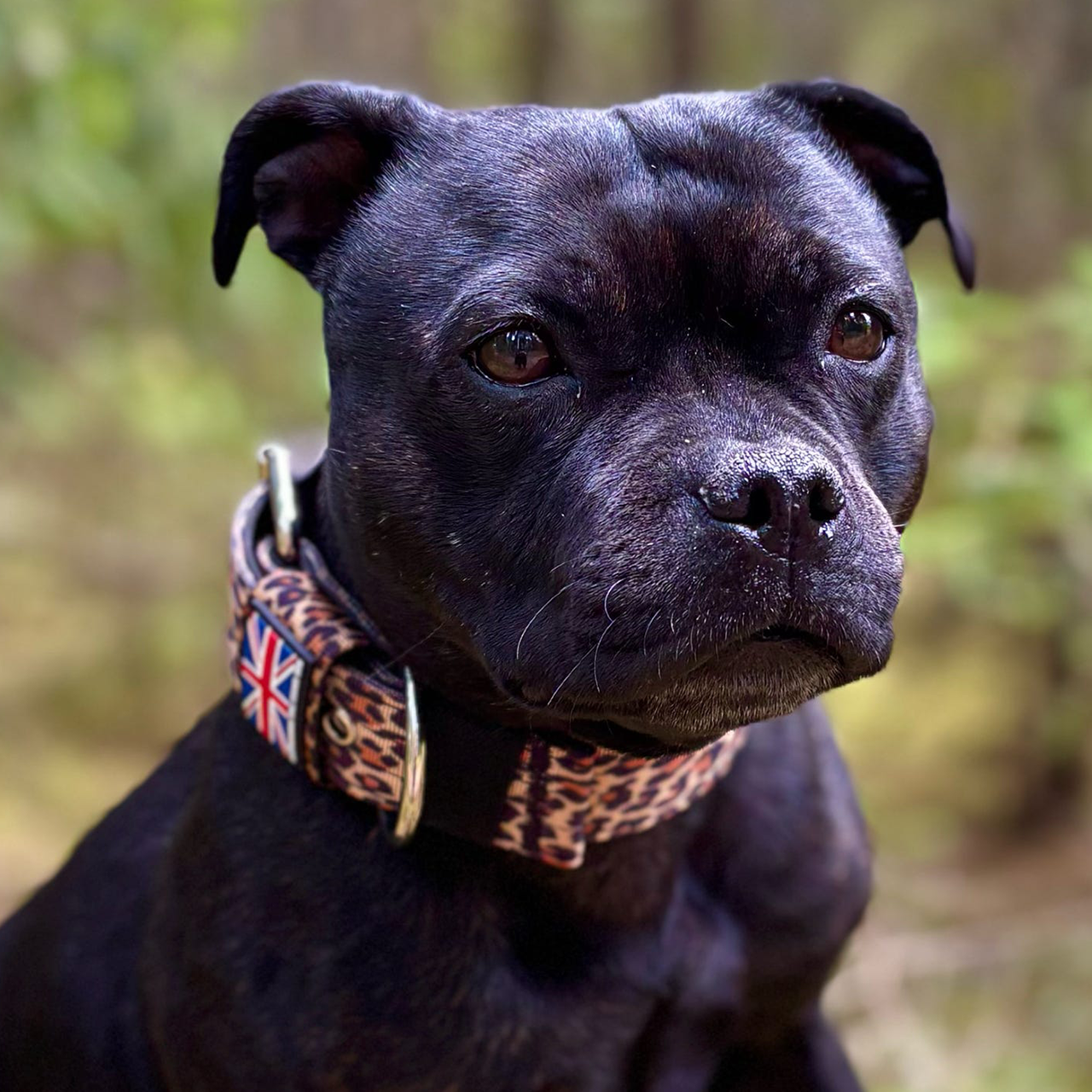 Staffordshire Bull Terrier 1935® Collier Nylon - Léopard