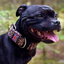 Staffordshire Bull Terrier 1935® Collier Nylon - Léopard