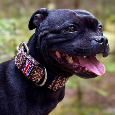 Staffordshire Bull Terrier 1935® Collier Nylon - Léopard
