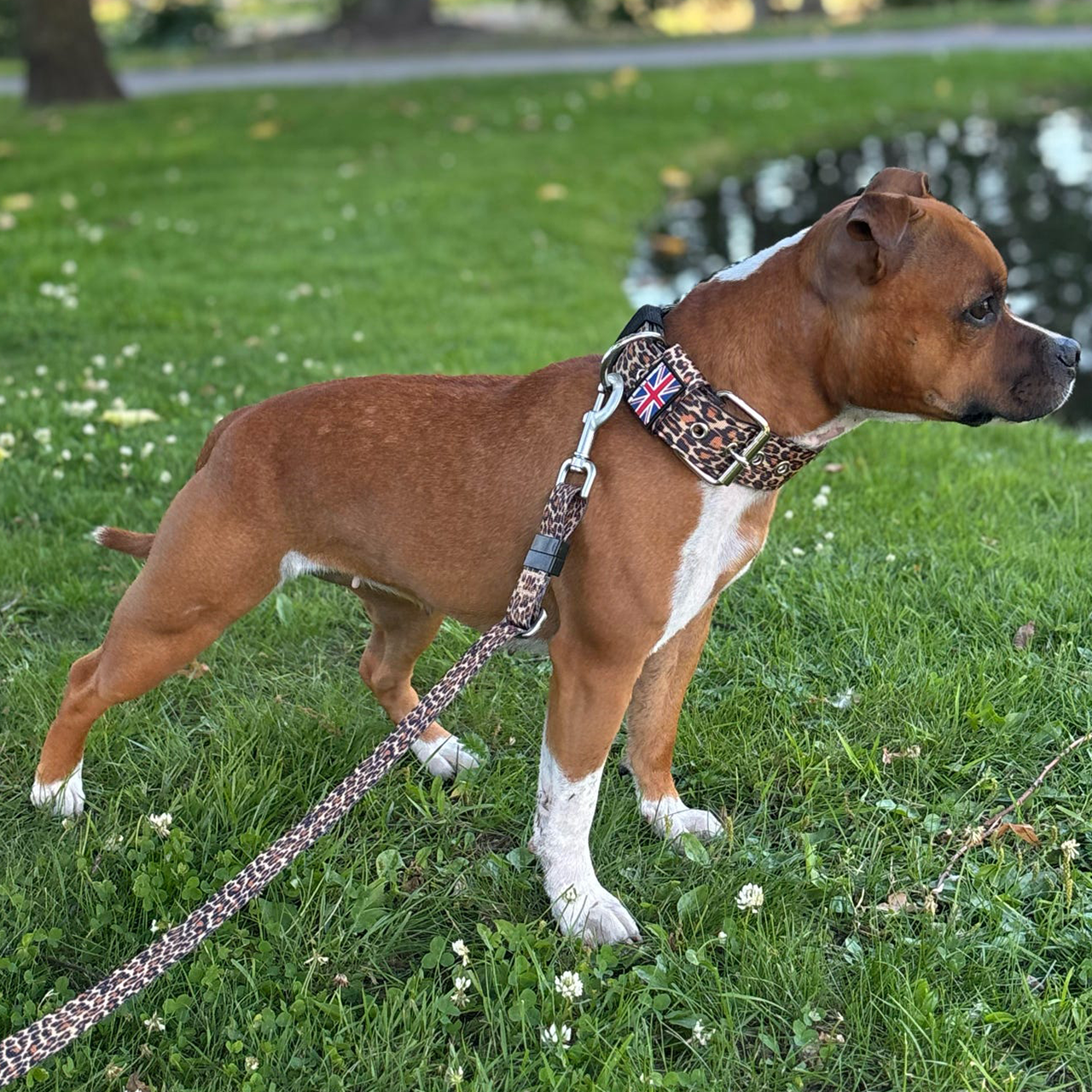 Staffordshire Bull Terrier 1935® Collier Nylon - Léopard