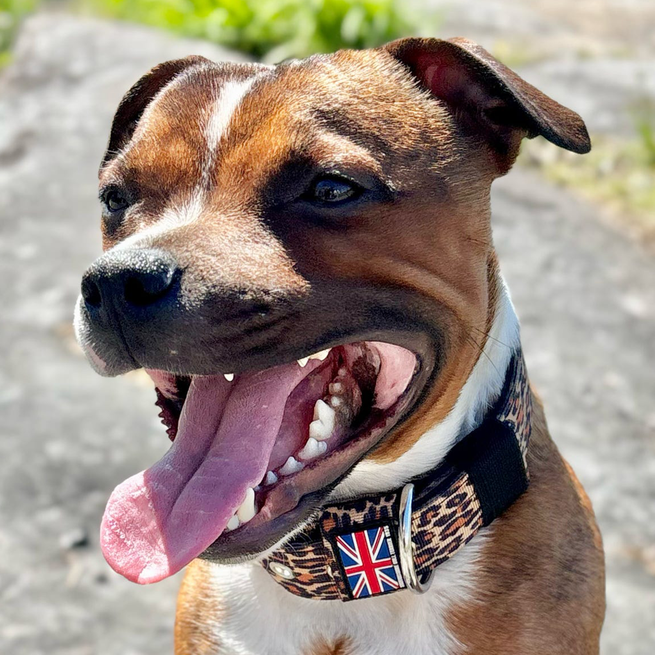 Staffordshire Bull Terrier 1935® Collier Nylon - Léopard