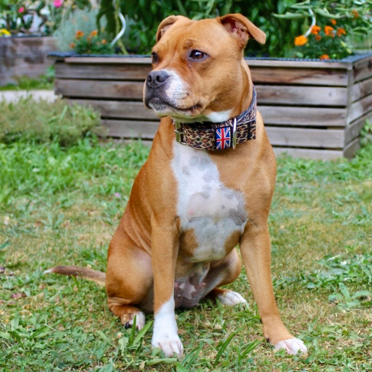 Staffordshire Bull Terrier 1935® Collier Nylon - Léopard