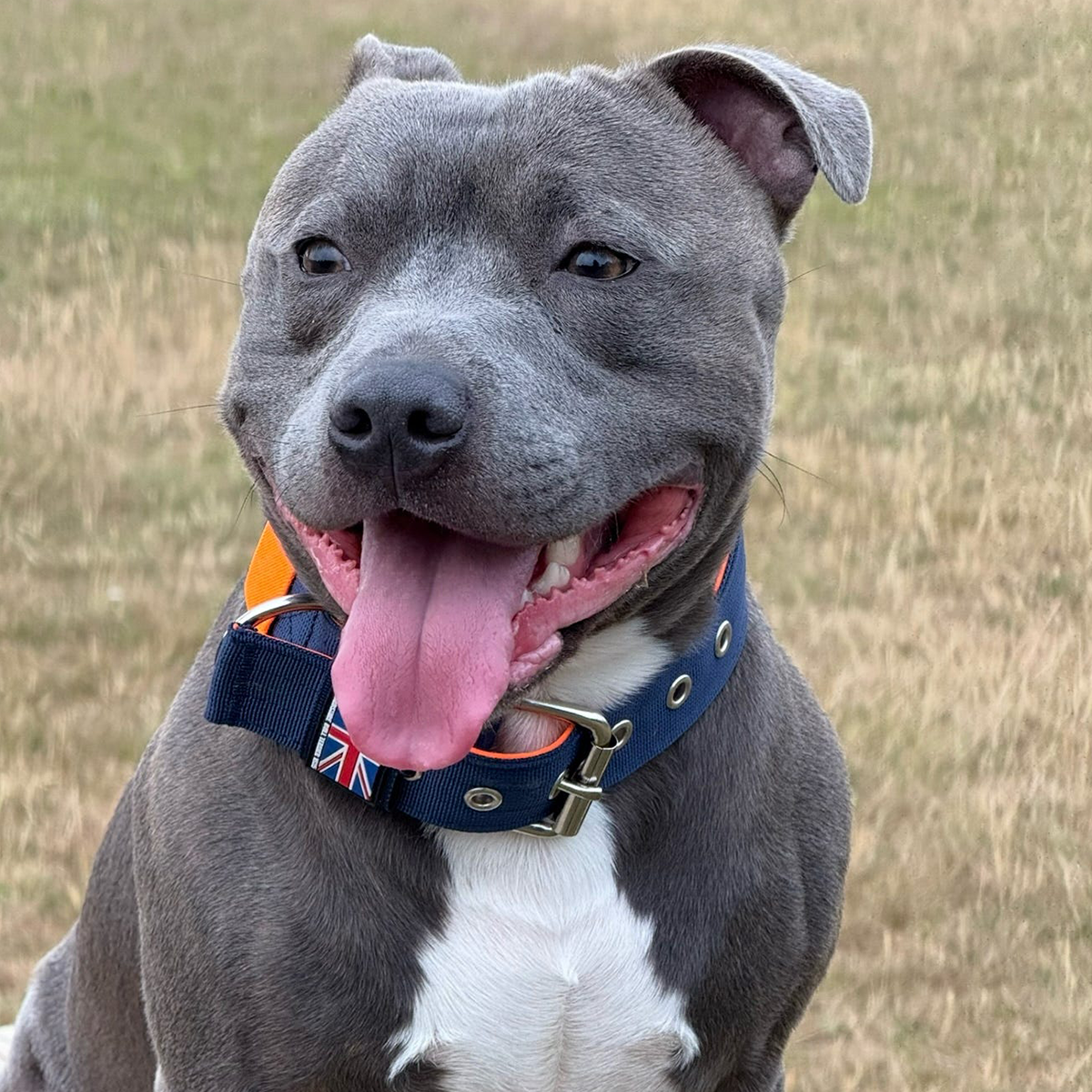 Staffordshire Bull Terrier 1935® Nylon Collar - Navy Blue & Neon Orange