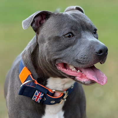 Staffordshire Bull Terrier 1935® Nylon Collar - Navy Blue & Neon Orange
