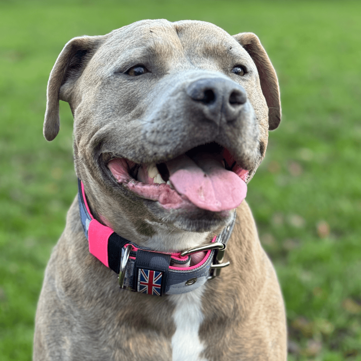 Staffordshire Bull Terrier 1935® Collier Nylon - Nuit Camo et Rose Fluo