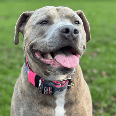 Staffordshire Bull Terrier 1935® Collier Nylon - Nuit Camo et Rose Fluo
