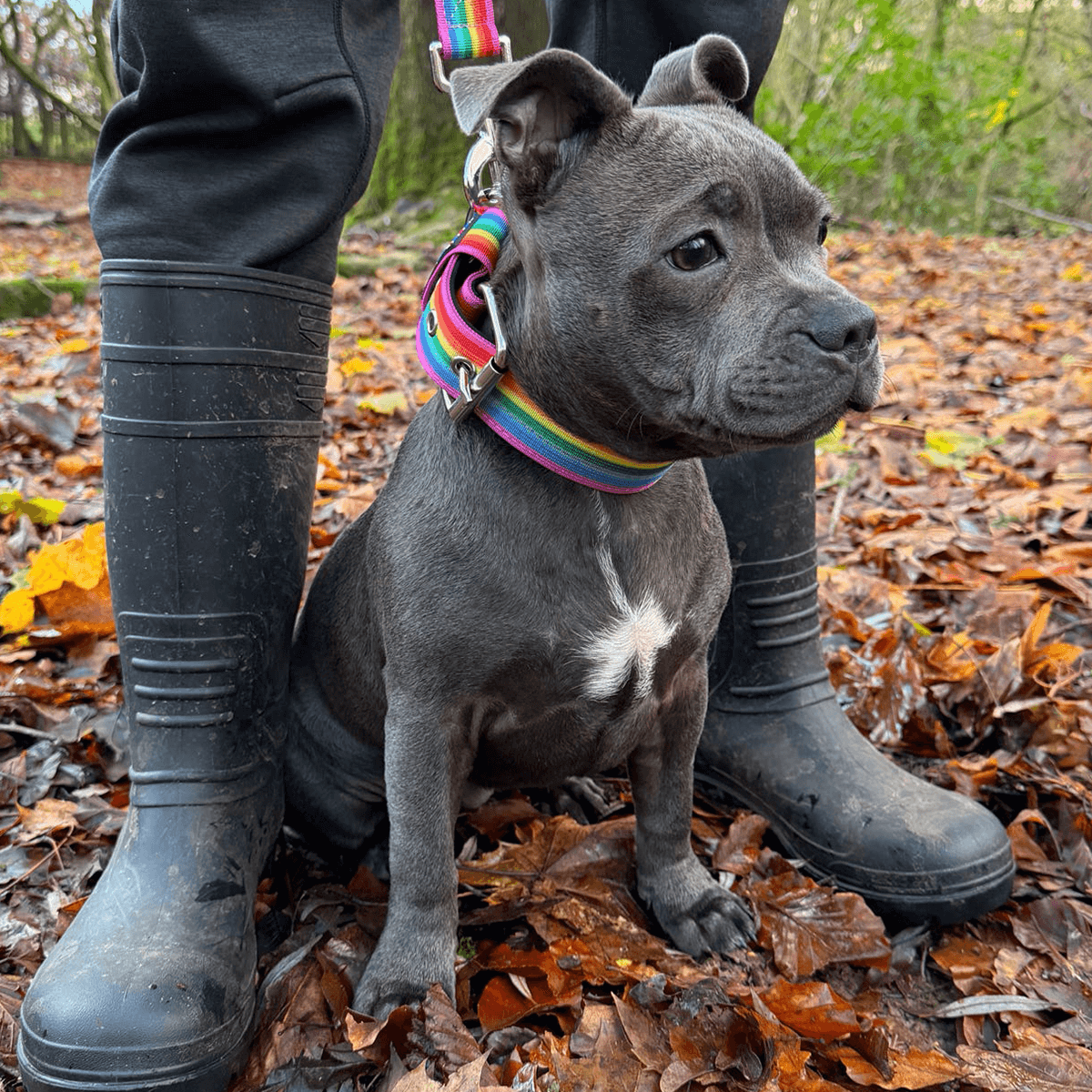 Staffordshire Bull Terrier 1935® Collier Nylon - Arc-en-Ciel