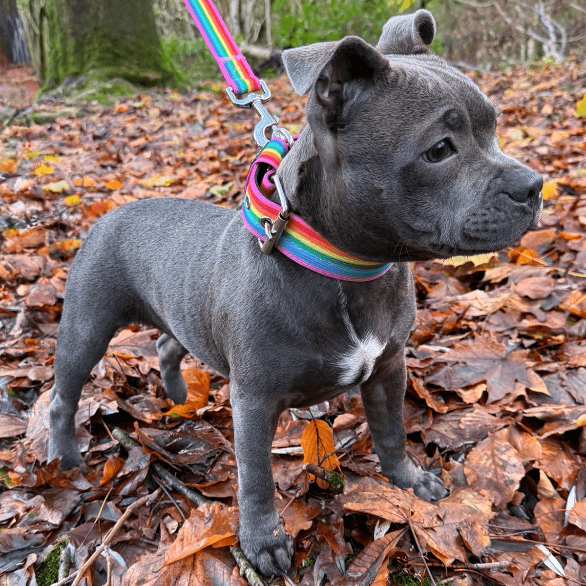 Staffordshire Bull Terrier 1935® Collier Nylon - Arc-en-Ciel