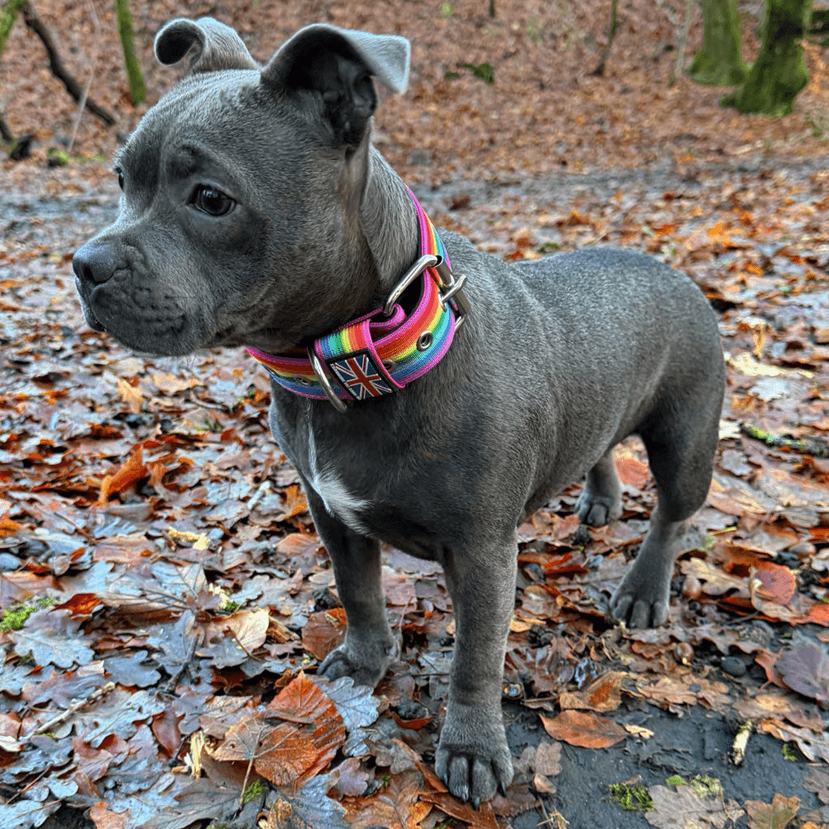 Staffordshire Bull Terrier 1935® Collier Nylon - Arc-en-Ciel