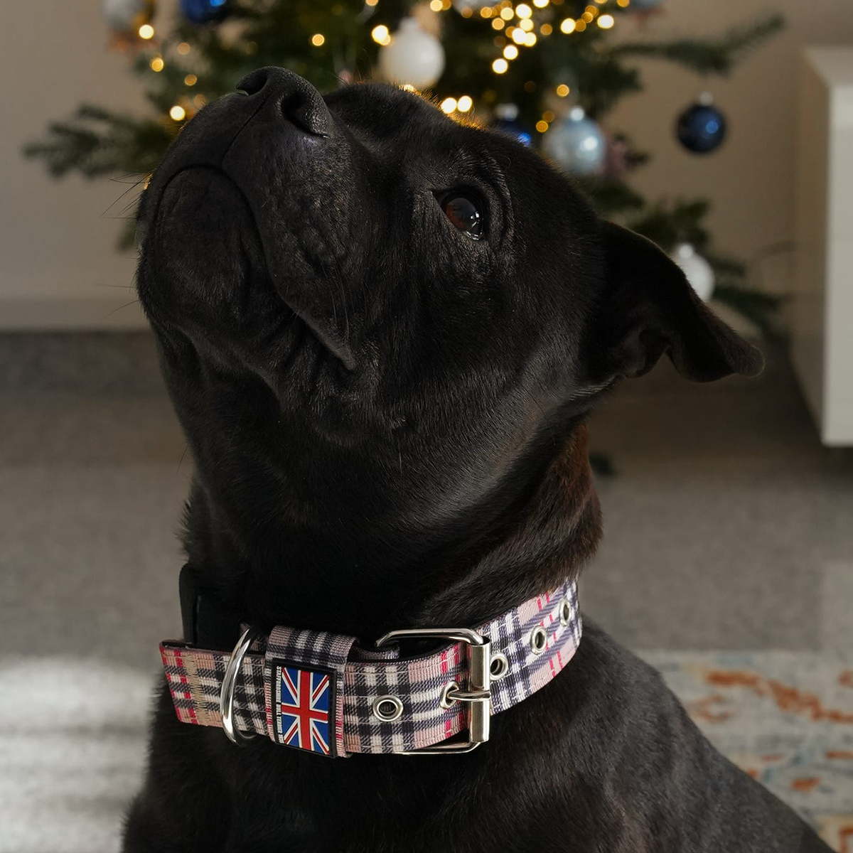 Staffordshire Bull Terrier 1935® Nylonhalsband - Staffburry Beige