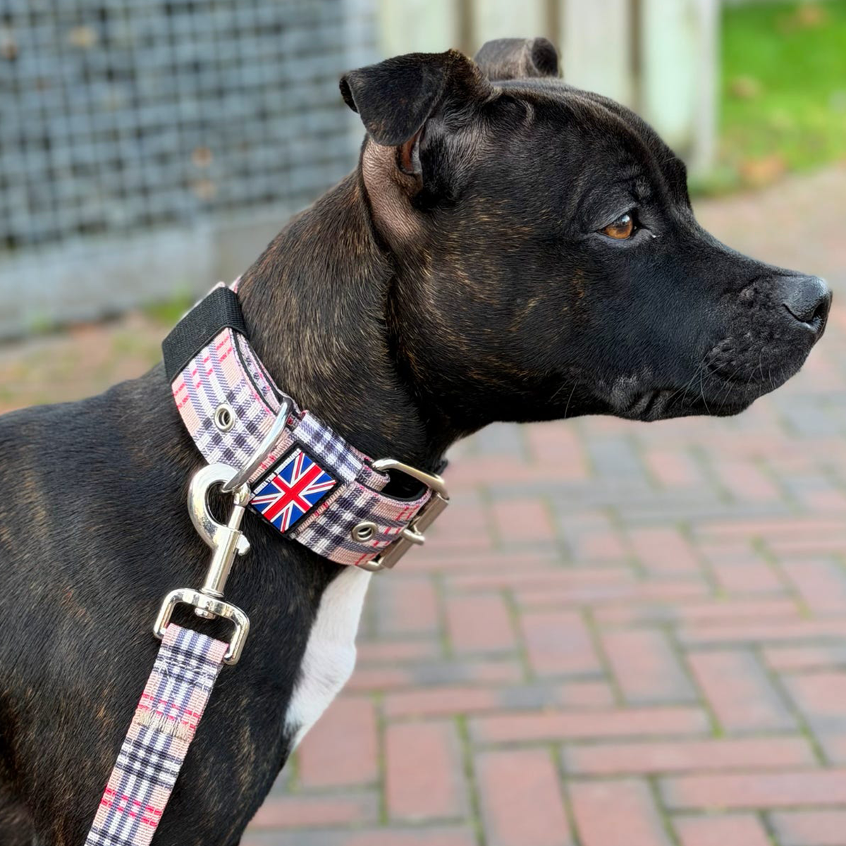 Staffordshire Bull Terrier 1935® Nylonhalsband - Staffburry Beige