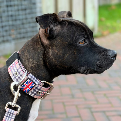Staffordshire Bull Terrier 1935® Collier Nylon - Staffburry Beige