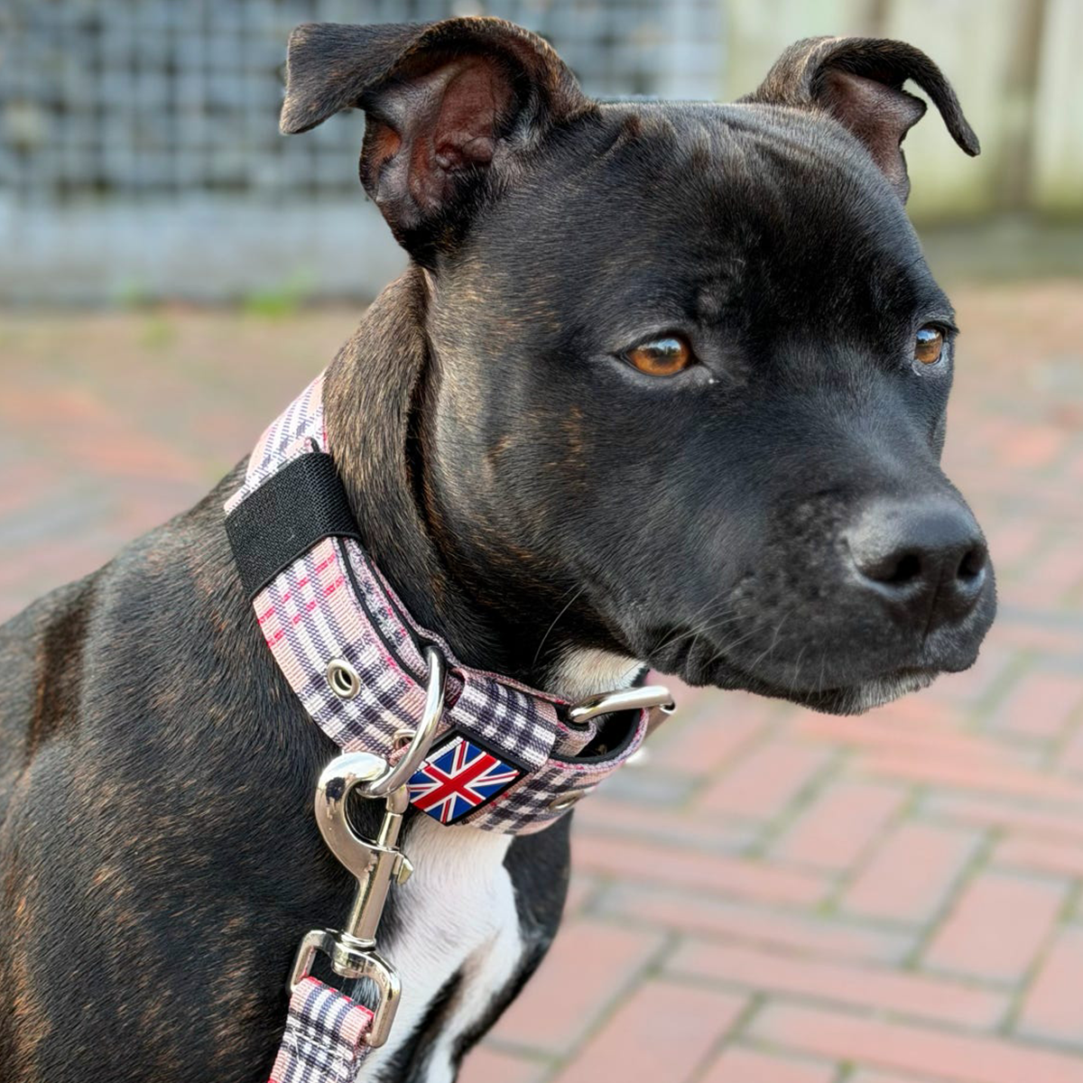 Staffordshire Bull Terrier 1935® Nylonhalsband - Staffburry Beige
