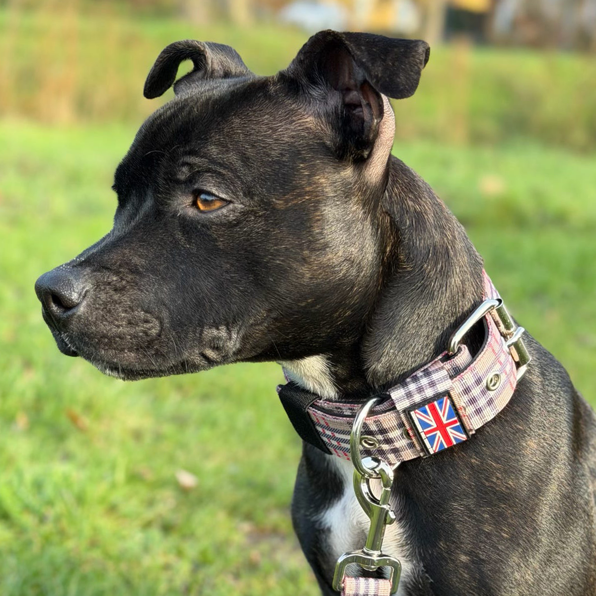 Staffordshire Bull Terrier 1935® Nylonhalsband - Staffburry Beige