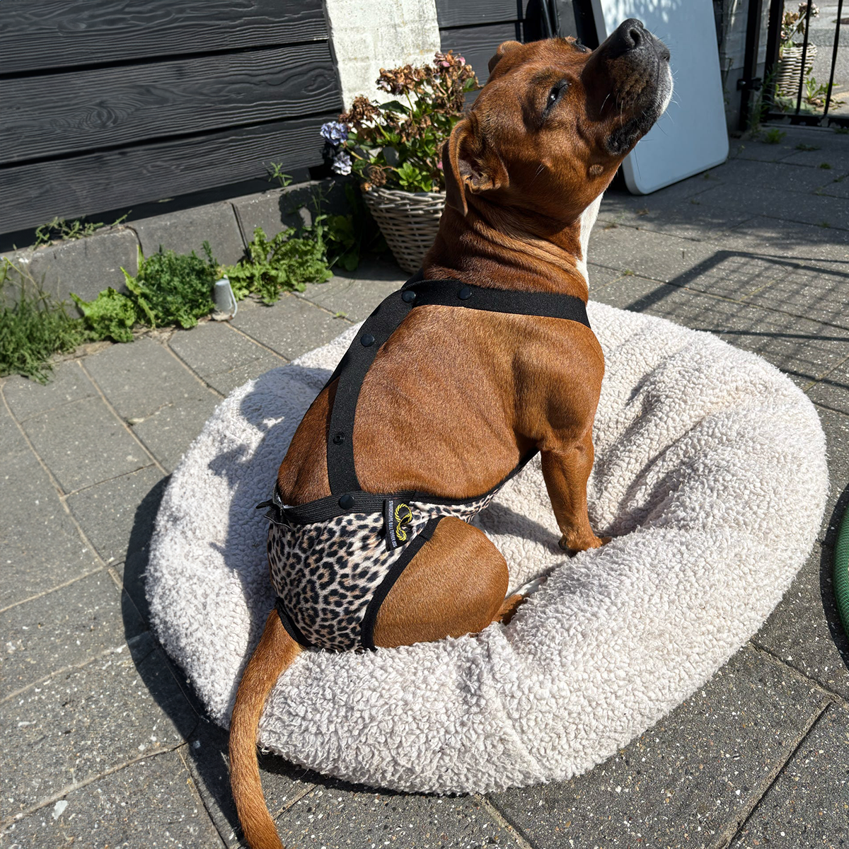 Staffordshire Bull Terrier 1935® Hygiene Panties with Suspenders - Leopard