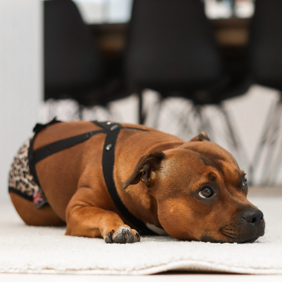 Staffordshire Bull Terrier 1935® Hygiene Panties with Suspenders - Leopard