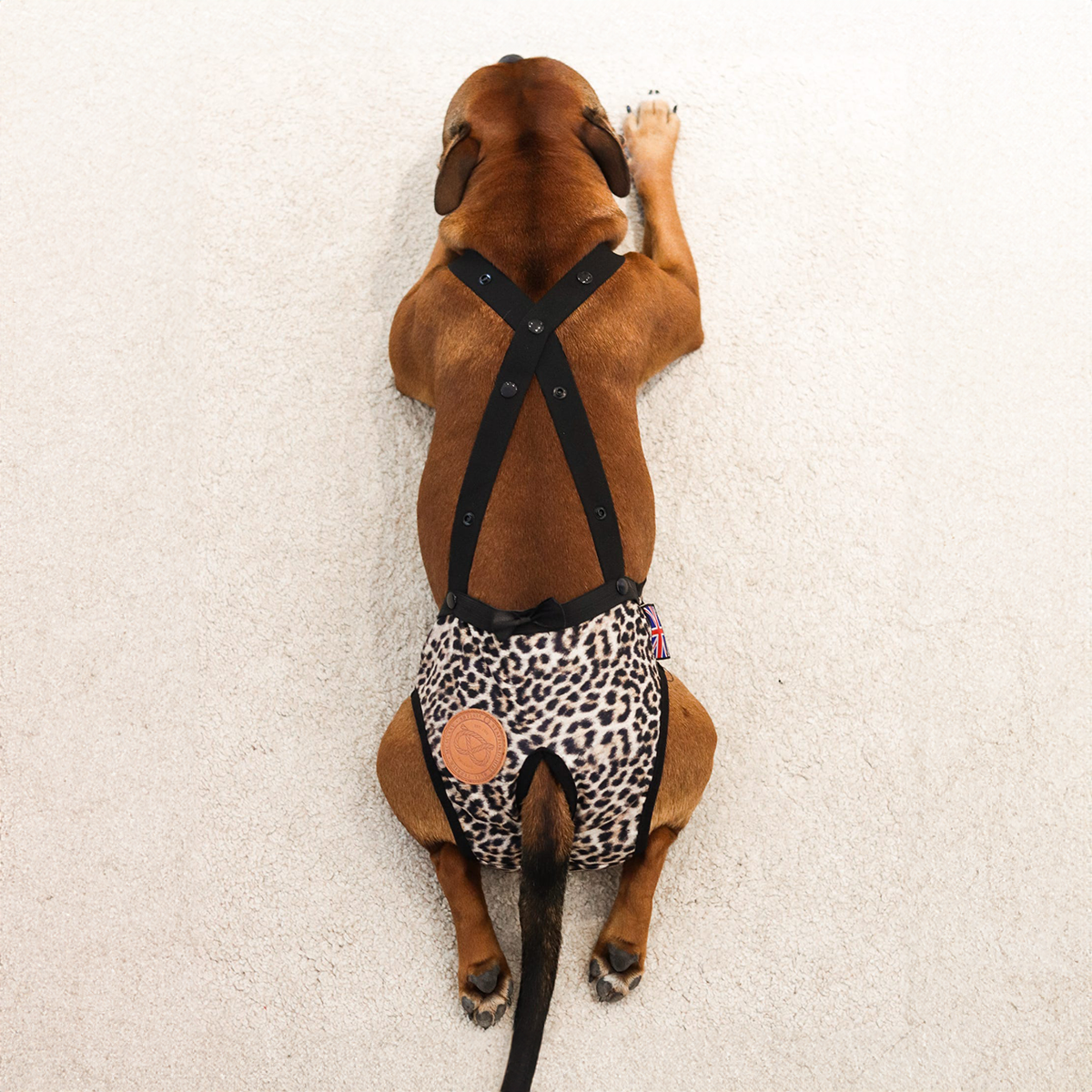 Staffordshire Bull Terrier 1935® Hygiene Panties with Suspenders - Leopard