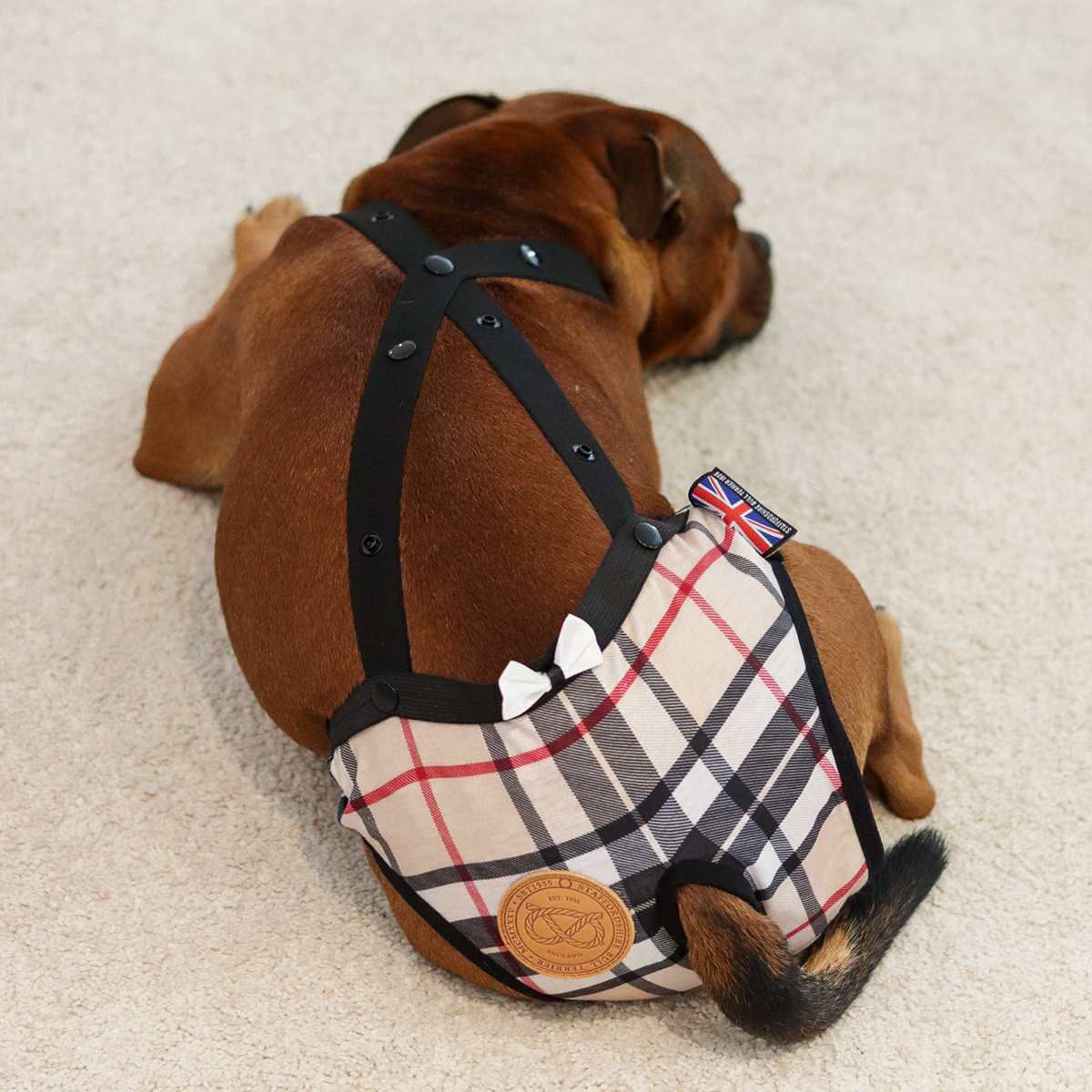 Staffordshire Bull Terrier 1935® Hygiene Panties with Suspenders - Staffberry Beige